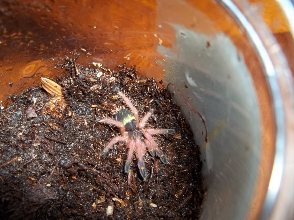 E. cyanognathus Spiderling