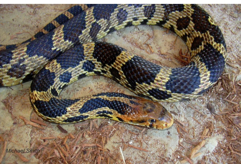 E. fox snake