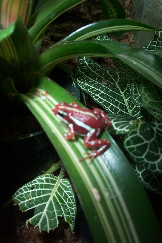 E. tricolor
