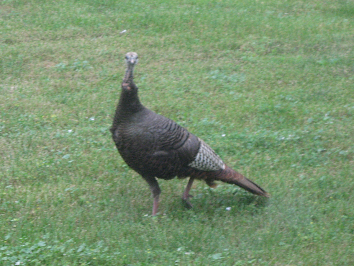 Early Morning Visitors