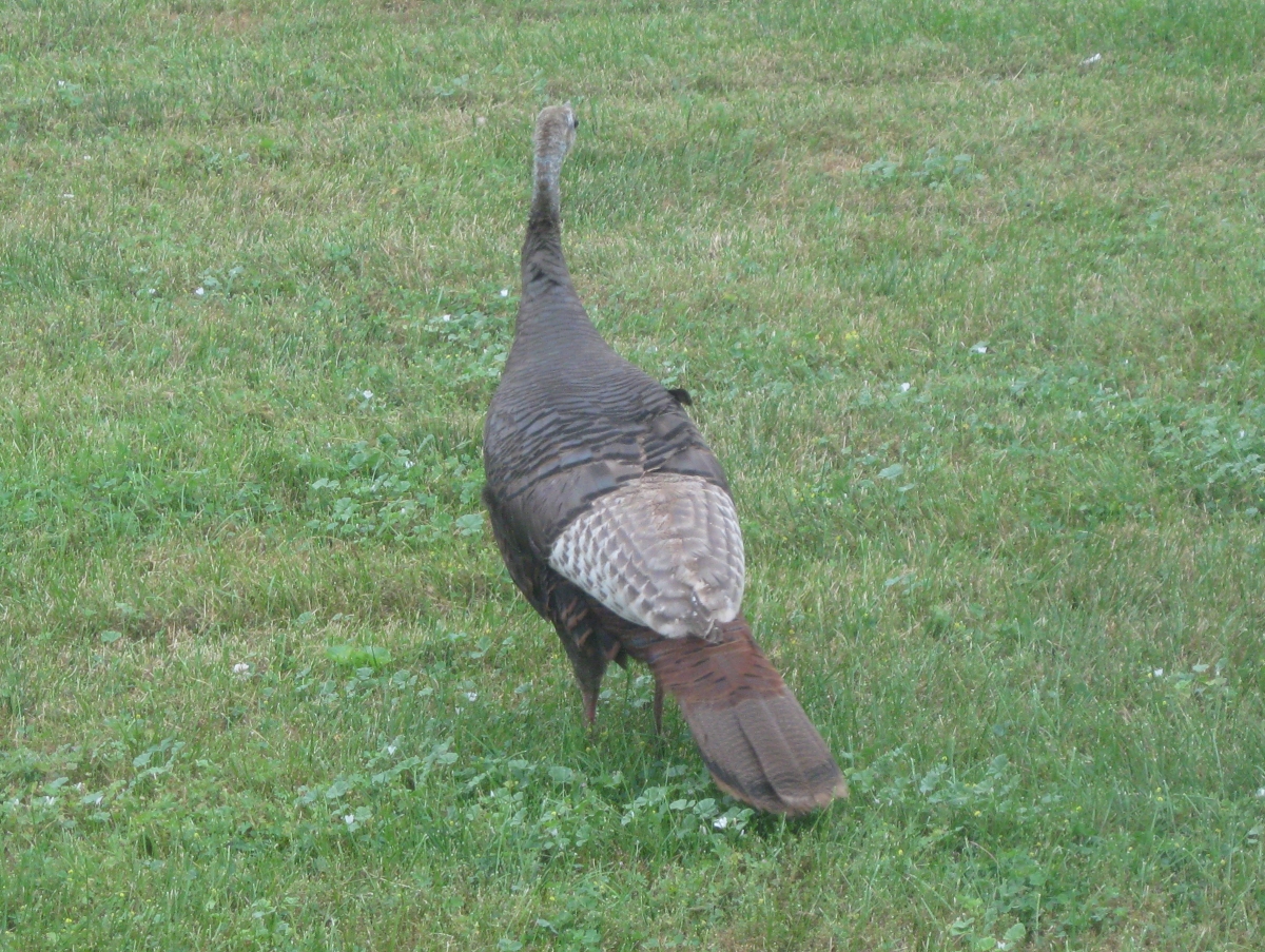 Early Morning Visitors