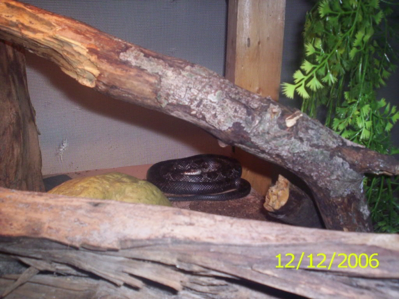 Eastern Black Rat Juv.