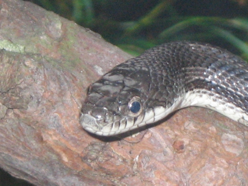 Eastern black rat