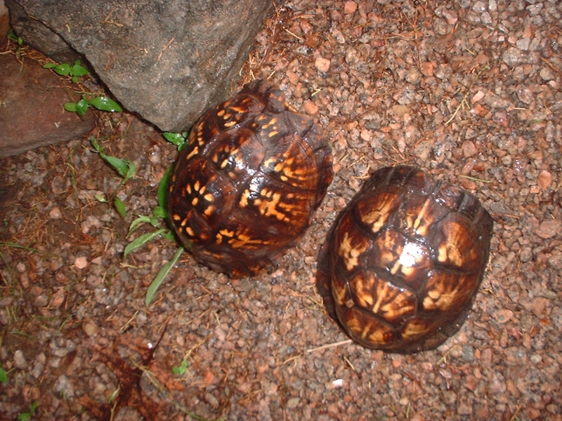 eastern box females