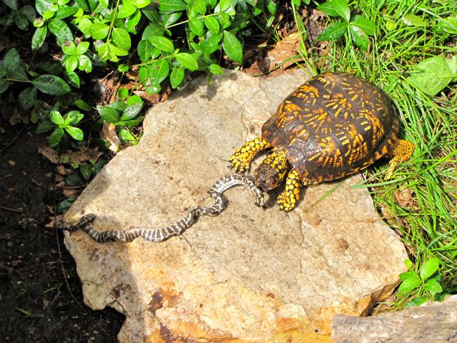 Eastern Box Turtle eating a djj python hatchling