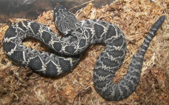 Eastern Diamondback DOB 9-7-08