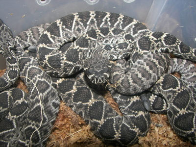Eastern Diamondbacks DOB 9-7-08