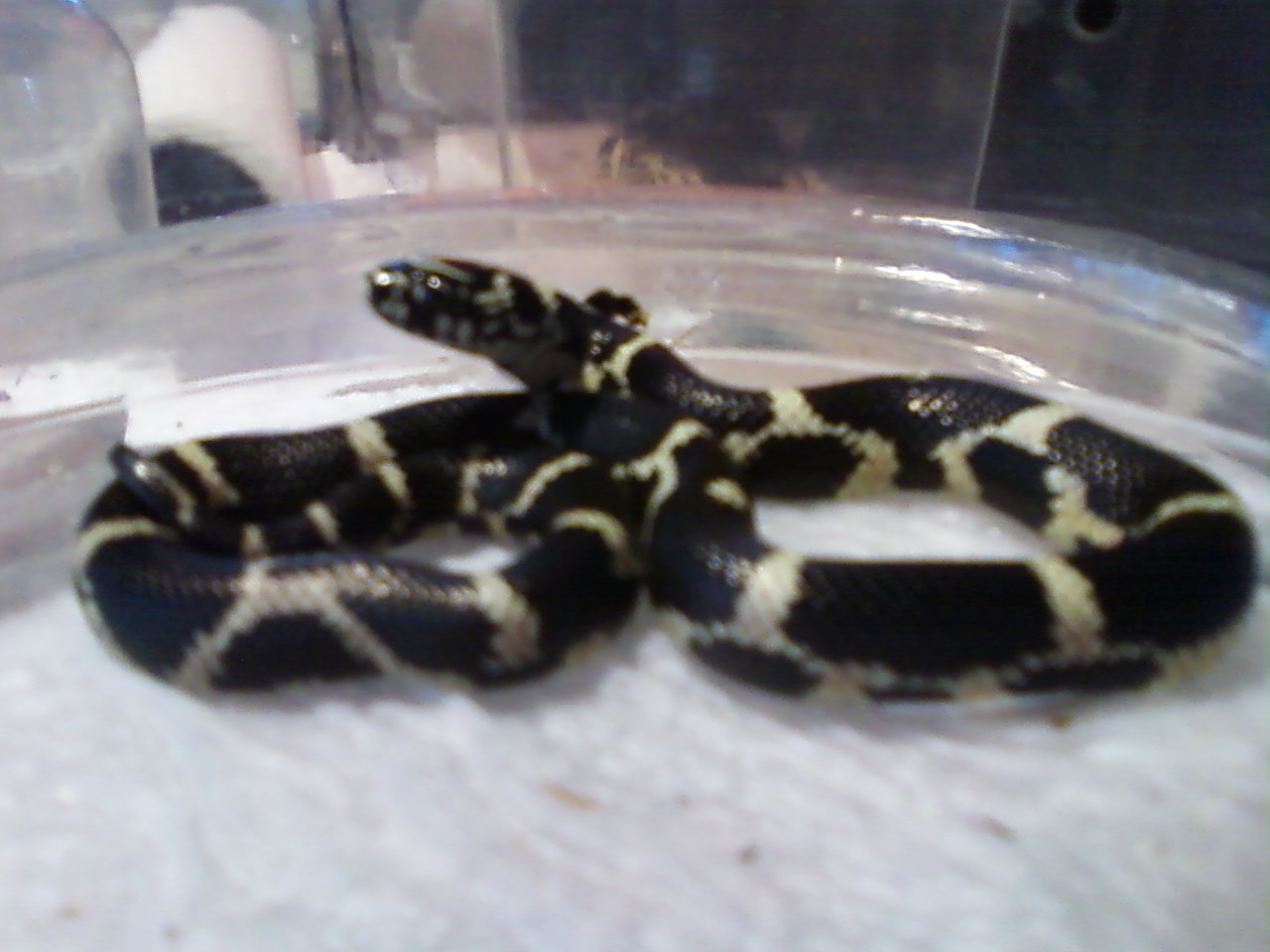 Eastern Kings Locale Currituck Co. N.C.2010 hatchlings
