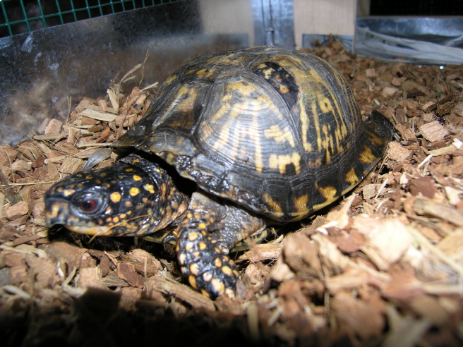 Eastern Male Box