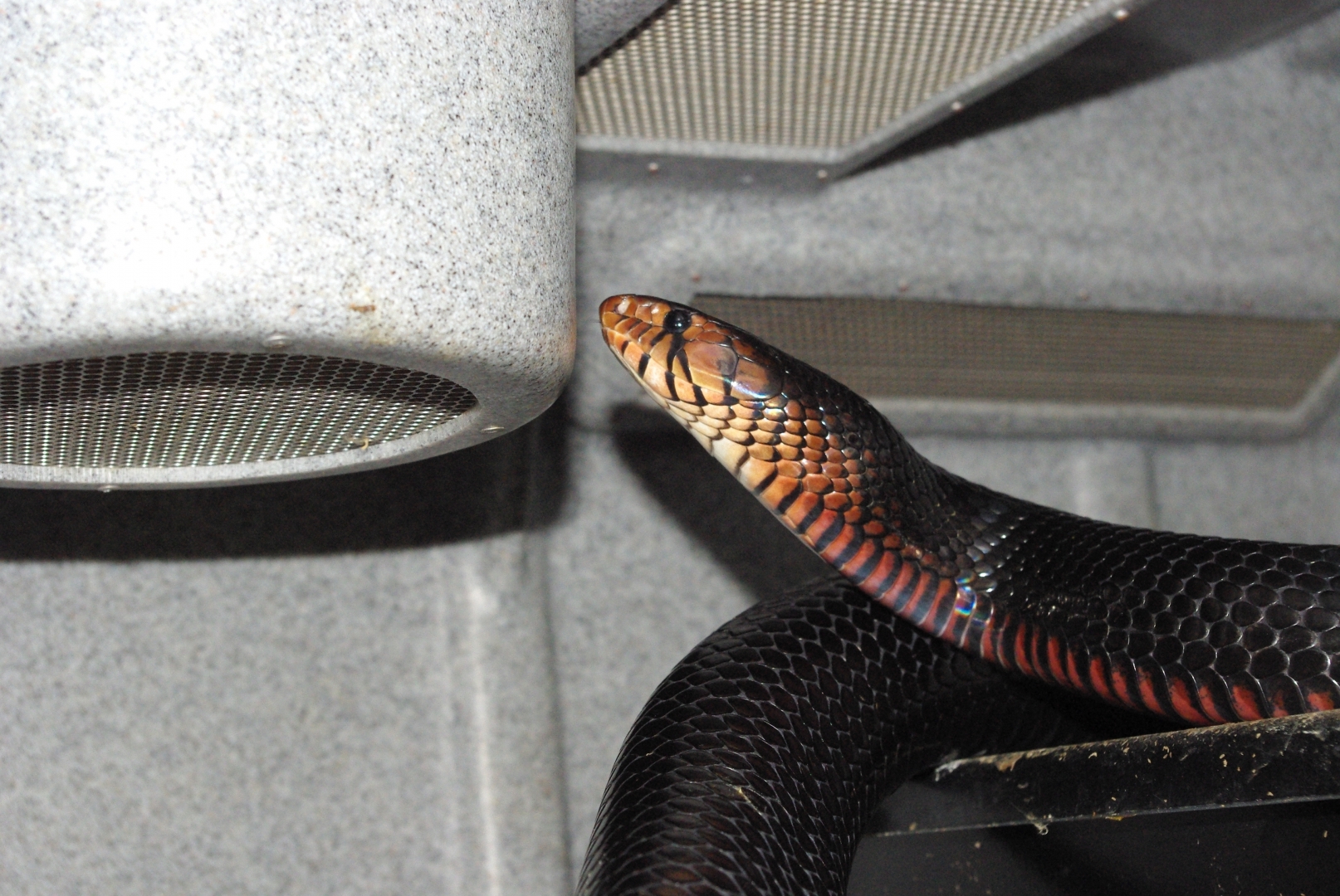 eastern male