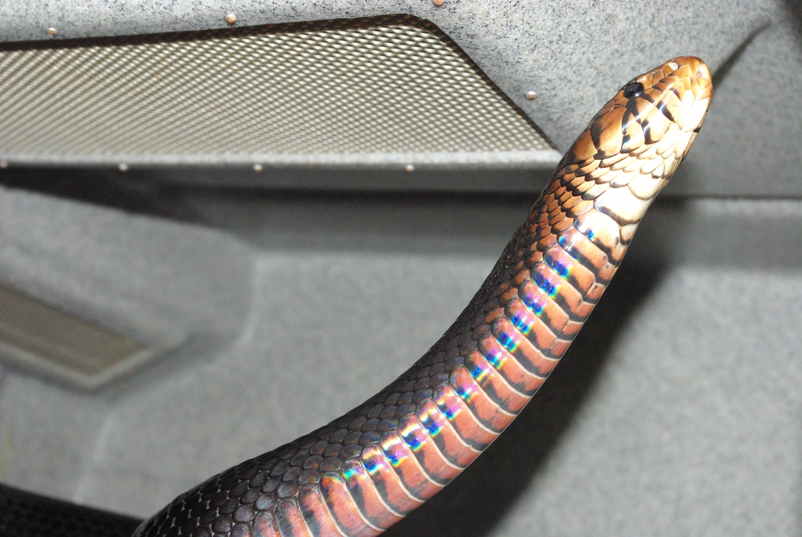eastern male