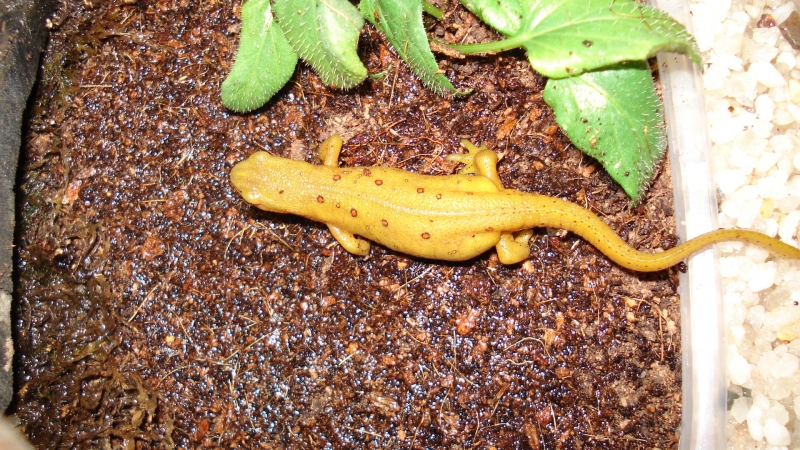 Eastern Newt