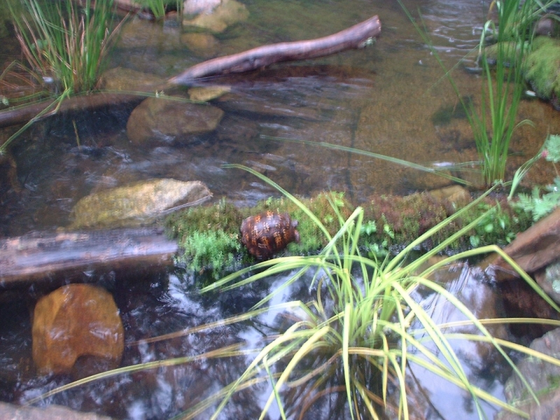 ebt/turtlepond