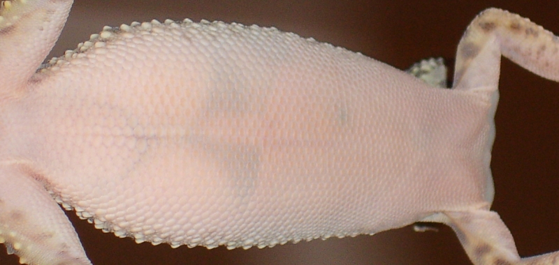 Eggs?2