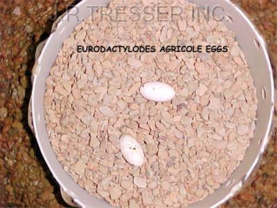 Eggs of Eurydactylodies