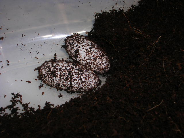 eggs