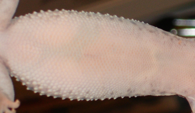 Eggs?