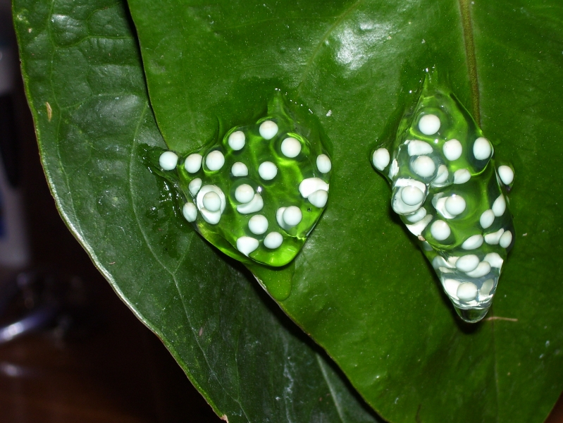 Eggs_2