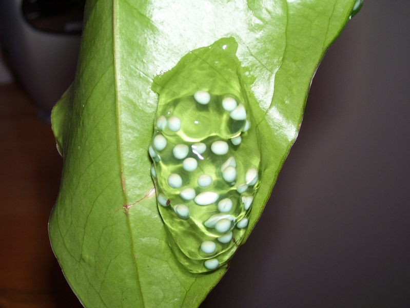 Eggs_3