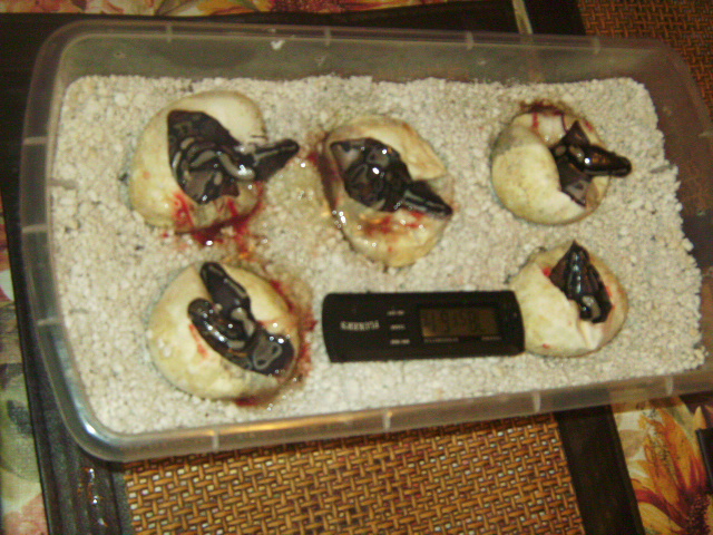 eggs_open_002
