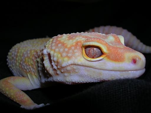 Ember close up