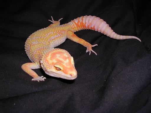 Ember