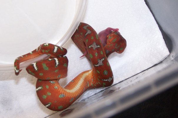 Emerald Boa Juvi