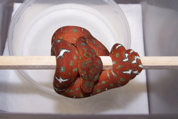 Emerald Boa Juvi