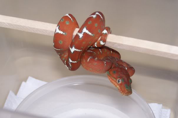 Emerald Boa Juvi