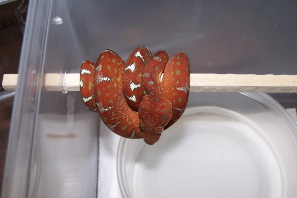Emerald Tree Boa Juvi
