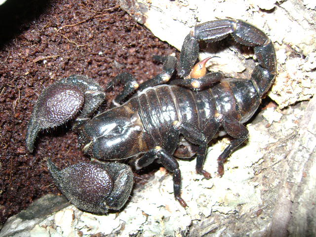Emperor Scorpion Adult