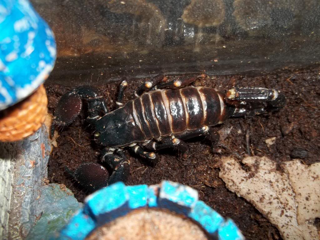 Emperor Scorpion Adult