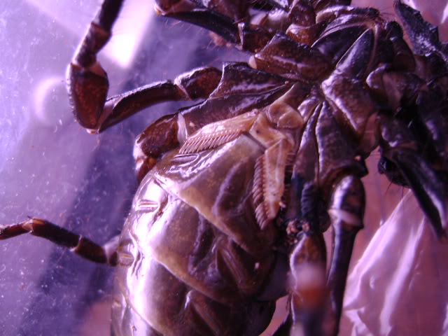 Emperor Scorpion Underside