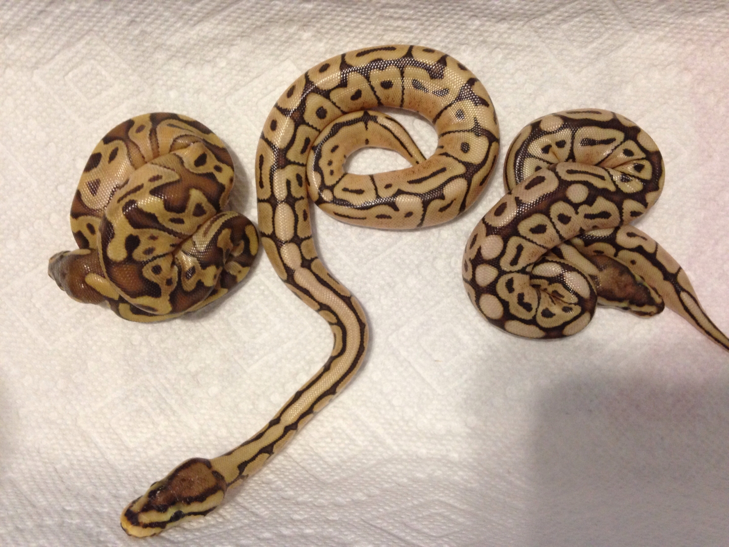 Enchi mojave and mojave spider poss enchi 2014 clutch