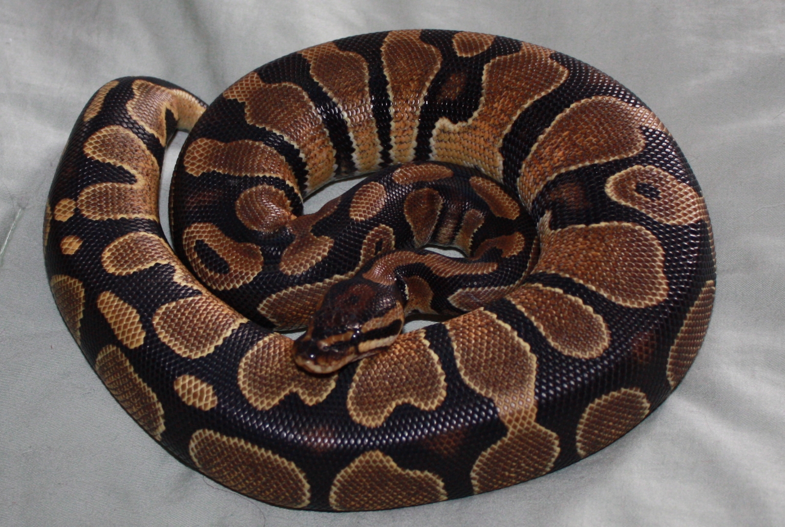 Enchi?