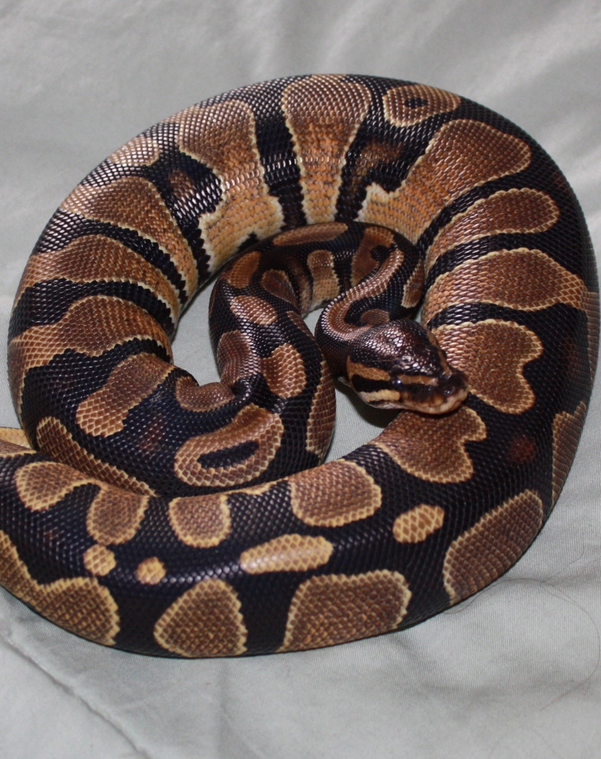 Enchi?