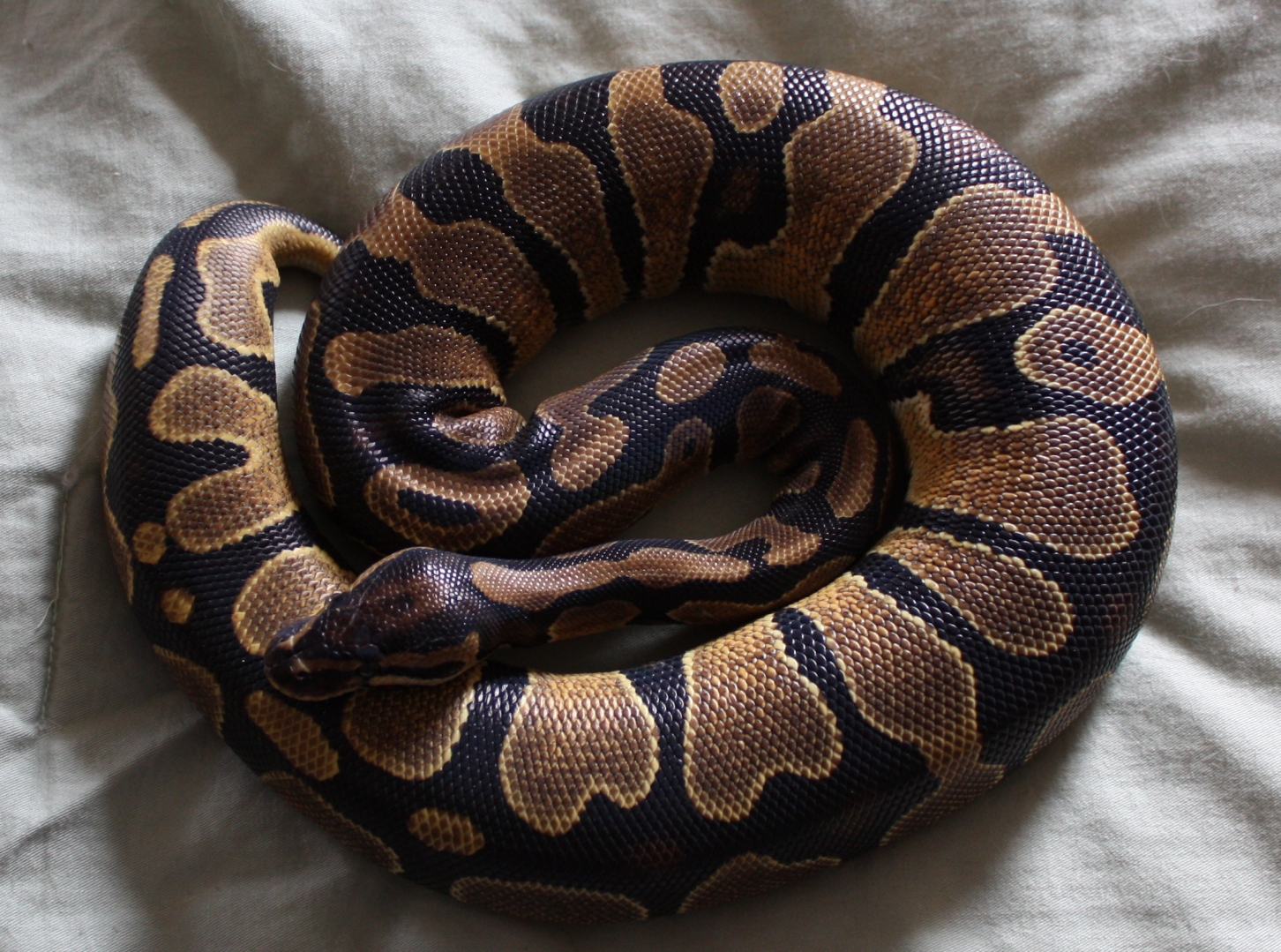 Enchi?