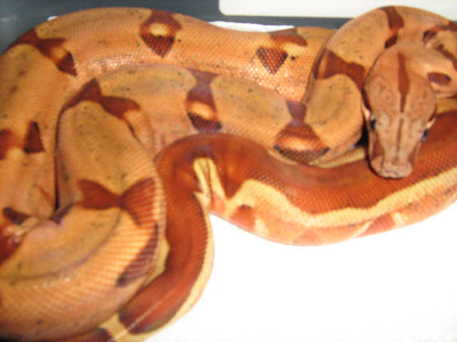 ERIN 1/24/08 0.1 POS. SUPER HYPO STRIPE TAIL HARLEQUIN