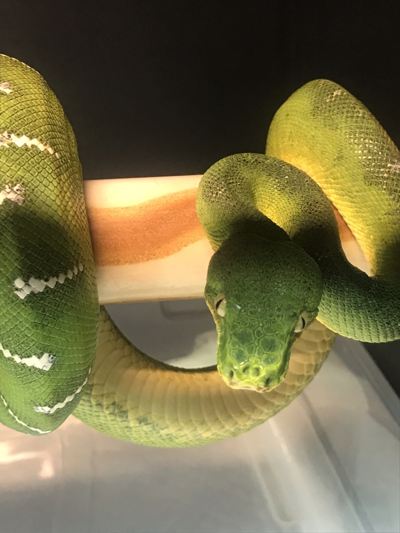 ETB nose defect