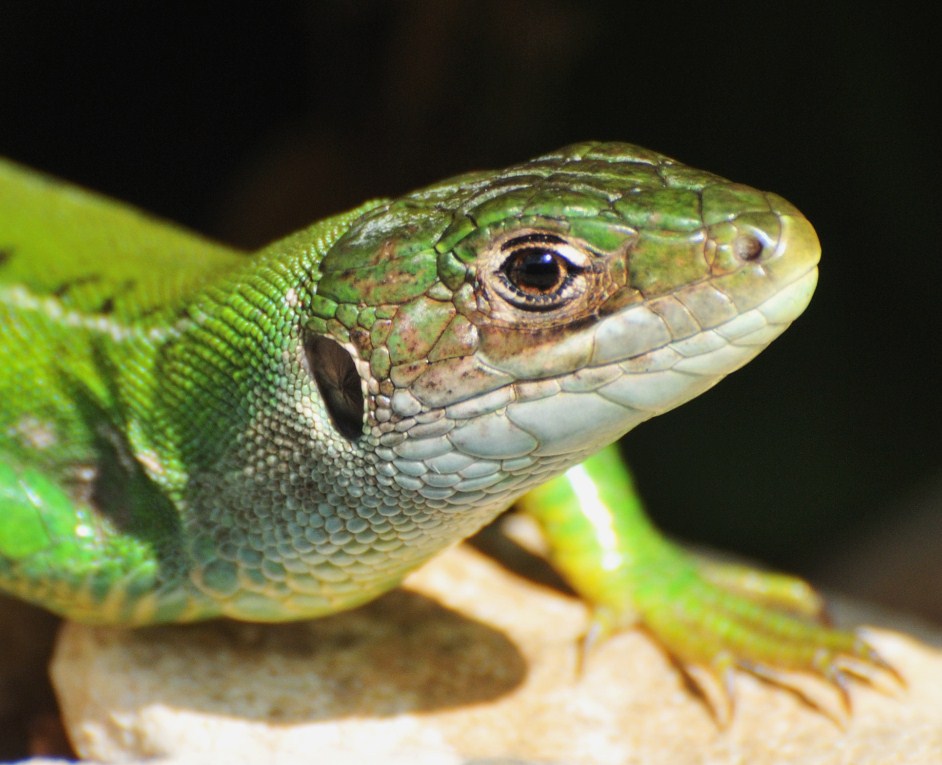 European Green Lizard (Lacerta viridis) Female