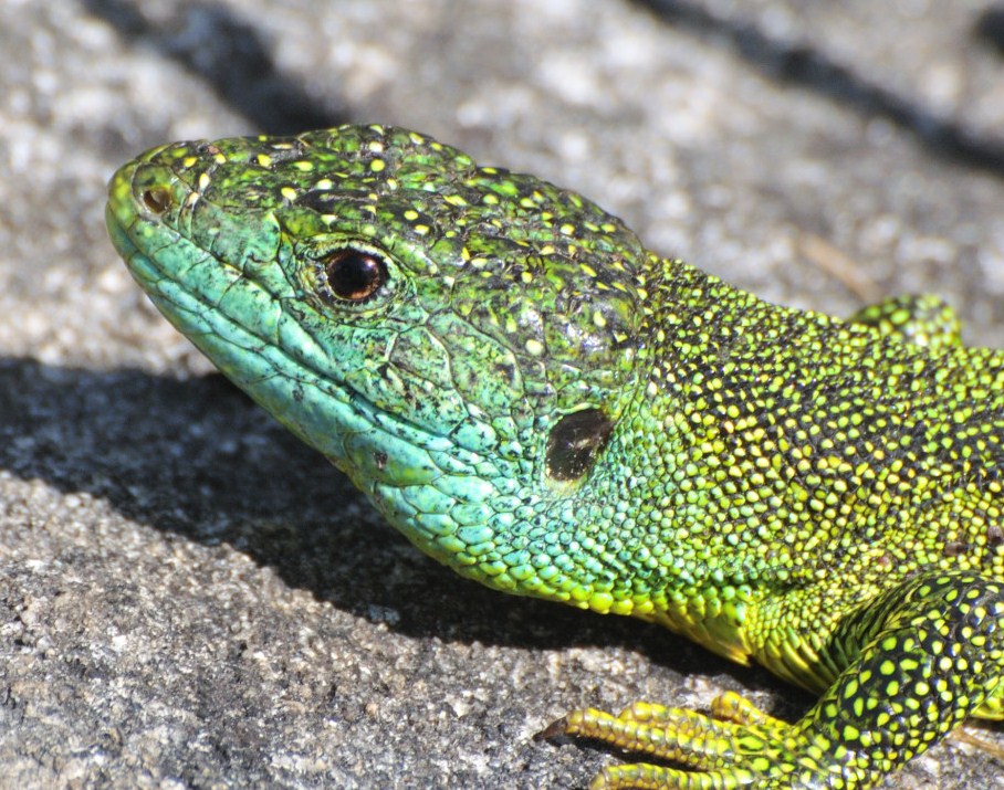 European Green Lizard (Lacerta viridis) Male