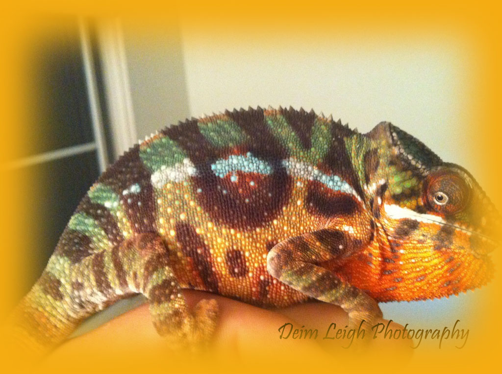 Exotic Panther Chameleons