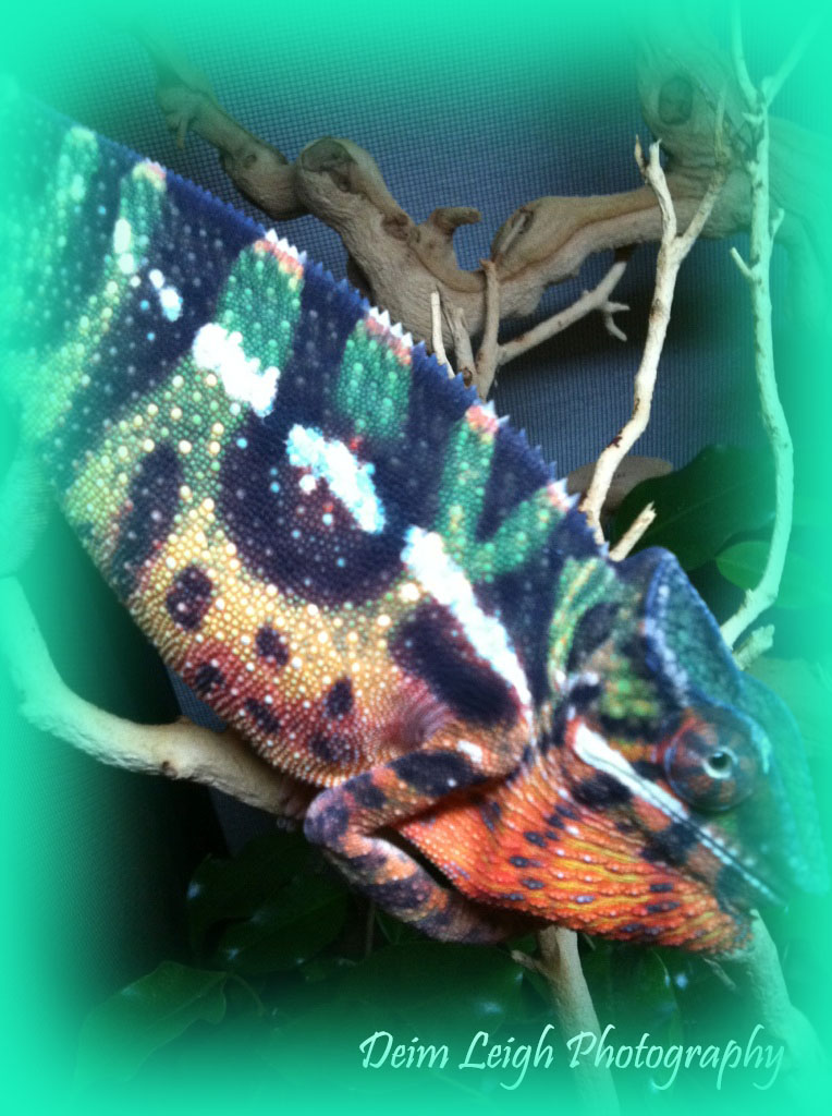 Exotic Panther Chameleons