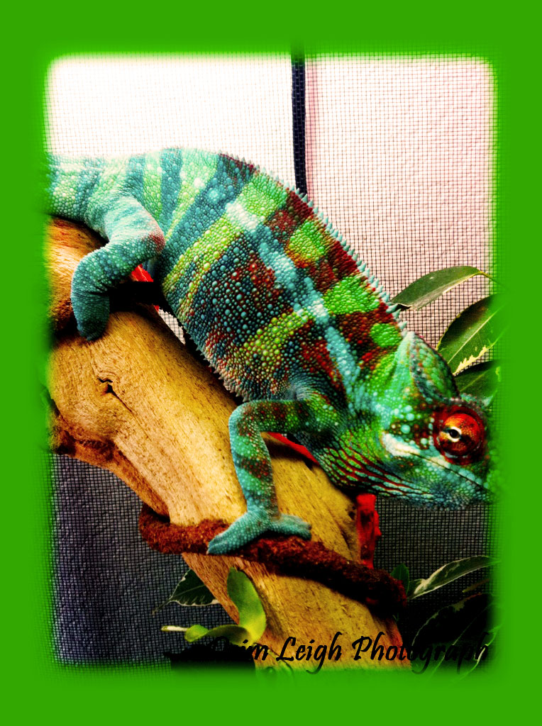 Exotic Panther Chameleons