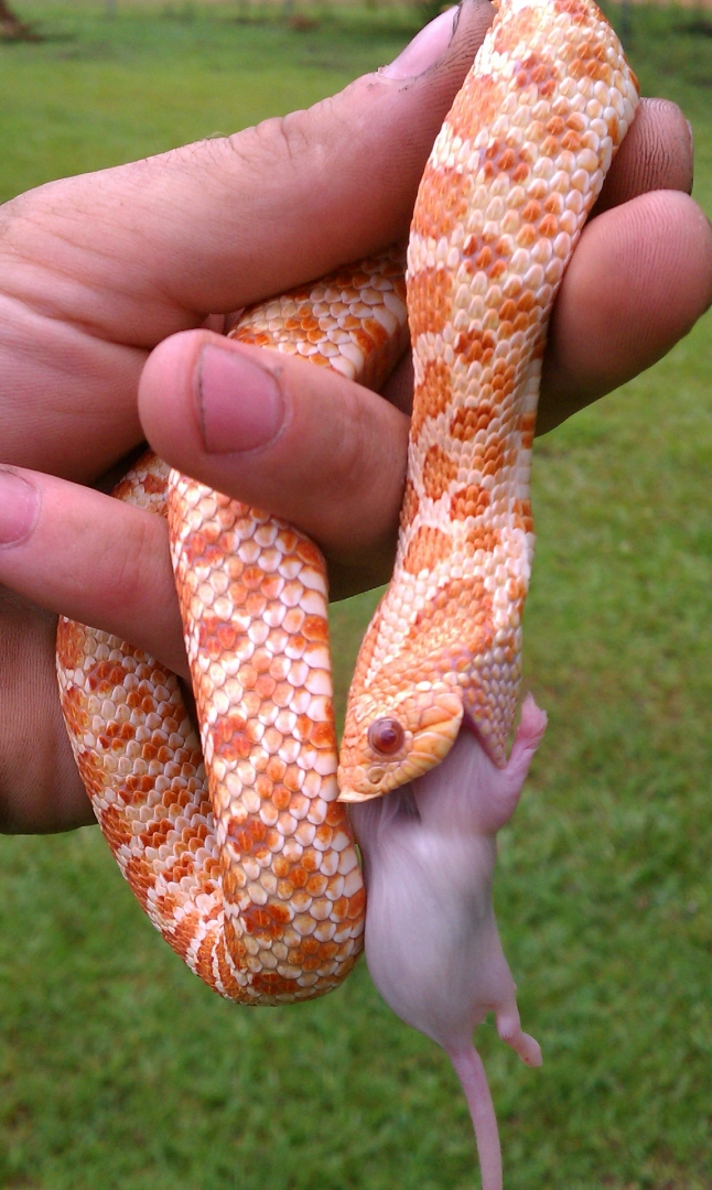 Ext Red Albino