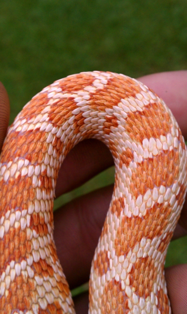 Ext red Albino