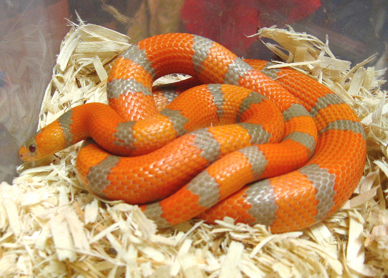 extreme hypo (2009 male)