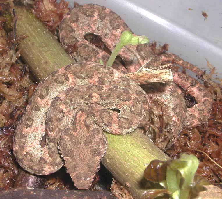 Eyelash Viper