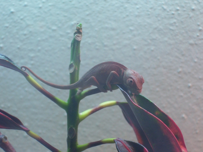 F. pardalis