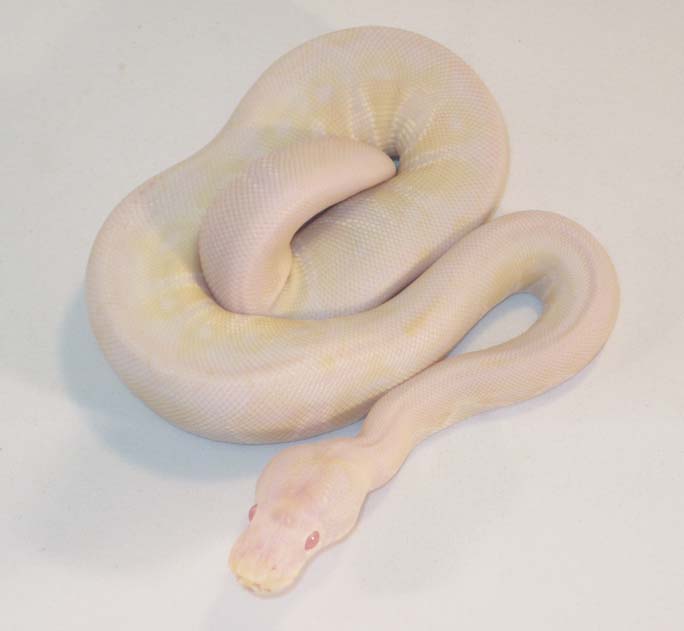 Faded Albino Female